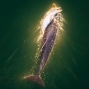The Grieving Dolphin logo