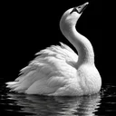 Logo The White Swan