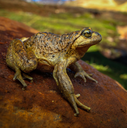 FROG logo