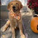 Roxy