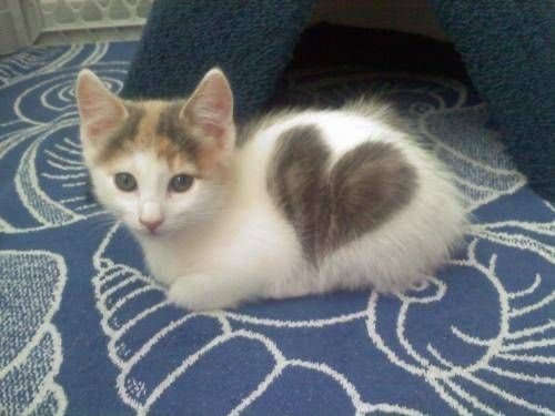 fomocat