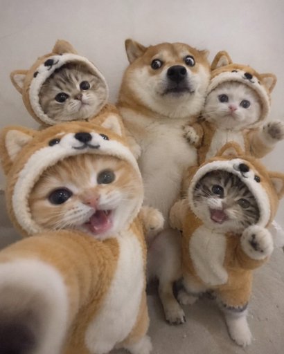 CATINU