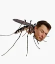 Muskito
