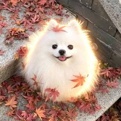 솜사탕