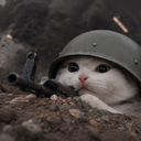 trenchcat