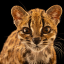 $TIGRINO · Leopardus Tilcayo