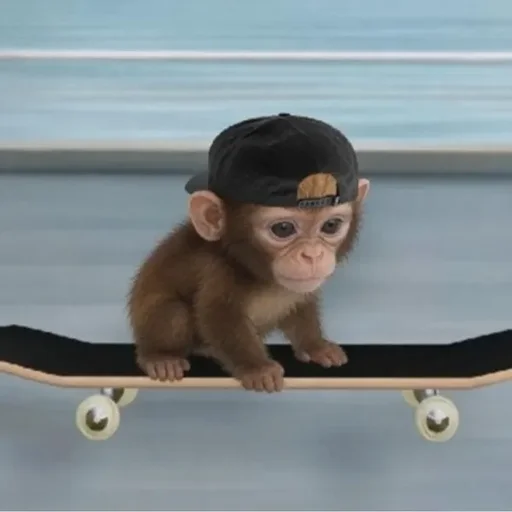 monkboard