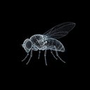 FLYBRAIN