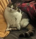 POGO