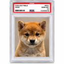 COLLECTINU