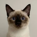 cat logo