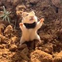 Hammy